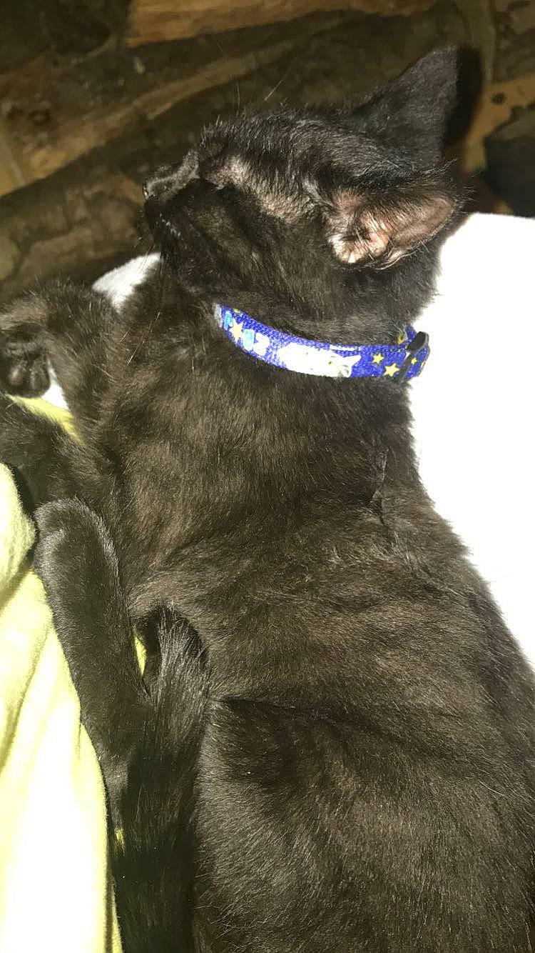 Salem a rejoint le concours — aidez-le/la à gagner de superbes lots ! black_cat, bombay, canidae, carnivore, cat, collar, dog_breed, dog_collar, ear, felidae, fur, gesture, leash, liver, pet_supply, small_to_medium_sized_cats, snout, tail, whiskers, working_animal