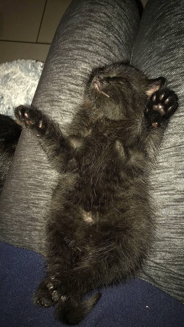 Salem participe au concours pour gagner de l'argent avec cette photo : black_cat, carnivore, cat, claw, comfort, dog_breed, domestic_short_haired_cat, ear, felidae, foot, fur, gesture, grey, human_leg, paw, small_to_medium_sized_cats, tail, terrestrial_animal, tints_and_shades, whiskers