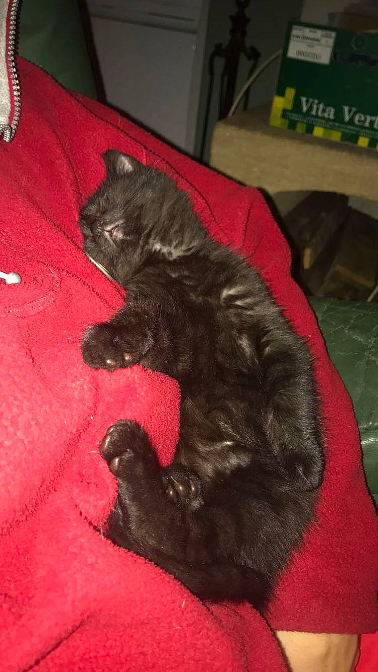 Salem a rejoint le concours — aidez-le/la à gagner de superbes lots ! black_cat, bombay, box, brown, carmine, carnivore, cat, claw, comfort, companion_dog, dog_breed, domestic_short_haired_cat, felidae, fur, liver, small_to_medium_sized_cats, tail, terrestrial_animal, whiskers