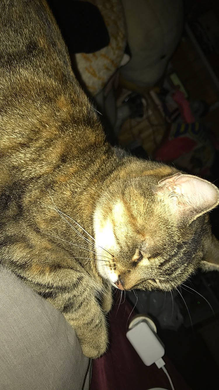 Penny a rejoint le concours — aidez-le/la à gagner de superbes lots ! carnivore, cat, claw, comfort, darkness, domestic_short_haired_cat, ear, eye, felidae, fur, nap, paw, sitting, sleep, small_to_medium_sized_cats, snout, tail, terrestrial_animal, whiskers, wildlife