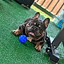 Theo joined the competition — help win amazing prizes! dog, french_bulldog, pet, animal, grass, toy, blue_ball, outdoor, playful, happy, tongue_out, close_up, brown, black, ears_up, paw, fence, blurred_background, canine, companion