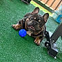 Theo is registered to the contest to win money with this photo: dog, french_bulldog, blue_ball, artificial_turf, outdoor, pet, playful, smiling, animal, grass, toy, paw, resting, fur, ears, cute, canine, background_blur, sunlight, furniture