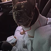 Theo joined the competition — help win amazing prizes! dog, french_bulldog, pet, car_interior, blanket, sweater, cozy, curious, animal, seat, window, dusk, soft_light, ears, wrinkles, cup_holder, paper, comfort, indoors, portrait