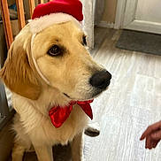 Aika a rejoint le concours — aidez-le/la à gagner de superbes lots ! dog, golden_retriever, puppy, red_hat, bow_tie, indoor, wooden_floor, curtain, door, pet, canine, festive, christmas, adorable, sitting, looking, hand, cute, young_dog, domestic_animal