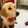 dog, golden_retriever, puppy, red_hat, bow_tie, indoor, wooden_floor, curtain, door, pet, canine, festive, christmas, adorable, sitting, looking, hand, cute, young_dog, domestic_animal