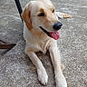 dog, golden_retriever, animal, pet, outdoor, concrete, tongue_out, happy, lying_down, fur, paw, ear, tail, canine, nature, garden, wheel, metal_pole, sunlight, relaxed