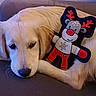 dog, puppy, golden_retriever, plush_toy, reindeer, holiday, couch, indoor, pet, snuggling, cozy, fur, cute, resting, animal, soft, toy, christmas, relaxing, companion