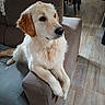 dog, golden_retriever, puppy, sofa, armrest, indoor, wooden_floor, furniture, pet, animal, laying_down, curious, cozy, living_room, domestic, cute, fluffy, calm, house, companion