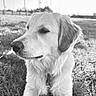 Aika a rejoint le concours — aidez-le/la à gagner de superbes lots ! dog, golden_retriever, grass, outdoor, pet, canine, animal, black_and_white, portrait, fur, collar, nature, resting, close_up, calm, sunlight, daytime, muzzle, ears, background_blur