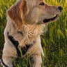 Aika a rejoint le concours — aidez-le/la à gagner de superbes lots ! dog, golden_retriever, grass, field, outdoor, animal, pet, leash, sunlight, nature, canine, mammal, fur, portrait, side_view, calm, relaxed, summer, daytime, domestic_animal