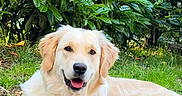 Aika participe au concours pour gagner de l'argent avec cette photo : dog, golden_retriever, grass, greenery, outdoor, pet, animal, canine, happy, panting, fur, nature, sunlight, garden, leaves, laying_down, curb, mammal, friendly, domestic_animal
