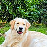 dog, golden_retriever, grass, greenery, outdoor, pet, animal, canine, happy, panting, fur, nature, sunlight, garden, leaves, laying_down, curb, mammal, friendly, domestic_animal