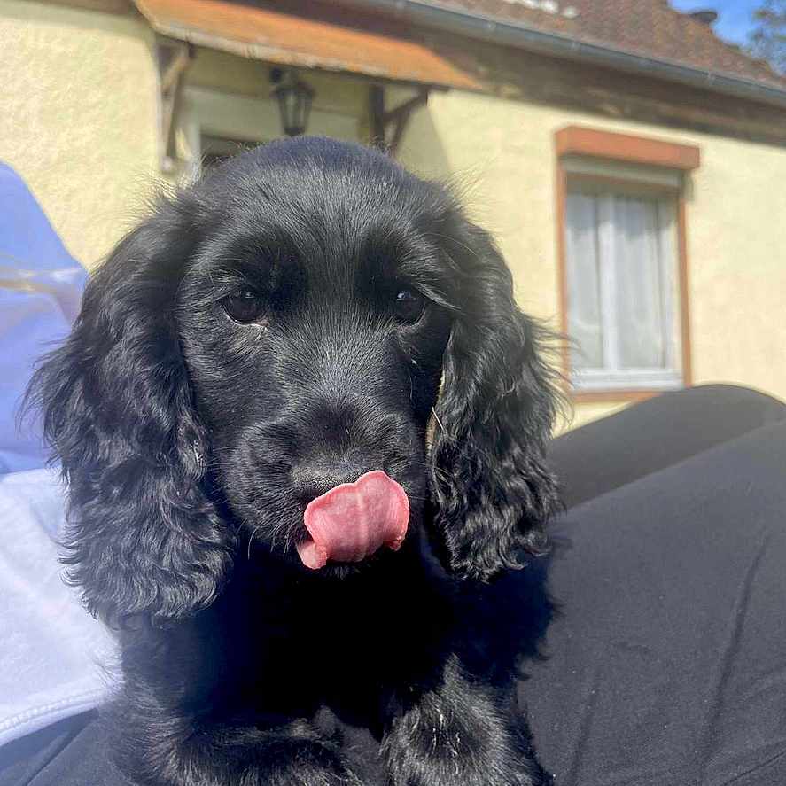 Uma participe au concours pour gagner de l'argent avec cette photo : animal, architecture, bodypart, building, canine, cockerspaniel, dog, face, head, house, housing, mouth, outdoors, person, pet, photography, portrait, puppy, shelter, tongue
