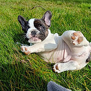 Vroum a rejoint le concours — aidez-le/la à gagner de superbes lots ! adorable, animal, closeup, cute, dog, french_bulldog, fur, grass, grass_field, lying_down, mammal, nature, outdoor, paw, pet, playful, puppy, summer, sunlight, young