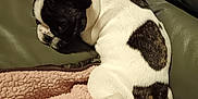 Vroum participe au concours pour gagner de l'argent avec cette photo : animal, black_and_white, blanket, companion, couch, cozy, cute, dog, french_bulldog, fur, fur_pattern, household, indoor, paw, pet, puppy, relaxed, resting, sleepy, small_dog