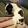 Vroum participe au concours pour gagner de l'argent avec cette photo : dog, french_bulldog, puppy, black_and_white, blanket, couch, indoor, pet, fur, paw, relaxed, sleepy, animal, cute, small_dog, resting, companion, household, cozy, fur_pattern