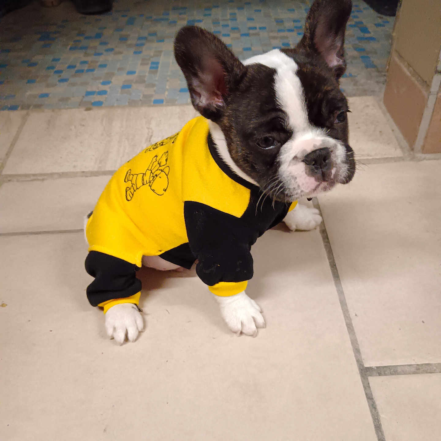 Vroum participe au concours pour gagner de l'argent avec cette photo : animal, black_and_white_fur, black_clothing, casual, cute, dog, domestic, ears_up, floor, french_bulldog, indoor, looking_away, pet, puppy, sitting, small_dog, tile_floor, white_paws, yellow_clothing, young_dog