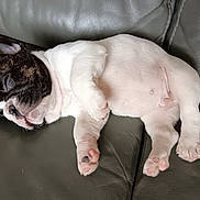 Vroum a rejoint le concours — aidez-le/la à gagner de superbes lots ! puppy, dog, sleeping, nap, couch, leather, pet, cute, animal, white, black, fur, paw, relaxed, domestic_animal, young, small, mammal, resting, cozy