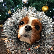 Lupin is registered to the contest to win money with this photo: animal, brown_and_white, cavalier_king_charles_spaniel, christmas, christmas_tree, cute, dog, eyes, face, festive, fur, holiday, indoors, lights, nose, ornaments, pet, portrait, puppy, tinsel