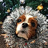 animal, brown_and_white, cavalier_king_charles_spaniel, christmas, christmas_tree, cute, dog, eyes, face, festive, fur, holiday, indoors, lights, nose, ornaments, pet, portrait, puppy, tinsel
