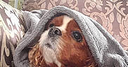 Lupin joined the competition — help win amazing prizes! blanket, brown_white, cavalier_king_charles_spaniel, close_up, cozy, curtains, cushion, cute, daylight, dog, floppy_ears, floral_pattern, indoors, long_hair, pet, portrait, sleepy, sofa, window, wrapped