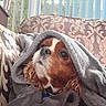 blanket, brown_white, cavalier_king_charles_spaniel, close_up, cozy, curtains, cushion, cute, daylight, dog, floppy_ears, floral_pattern, indoors, long_hair, pet, portrait, sleepy, sofa, window, wrapped