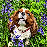 bluebells, brown_and_white, cavalier_king_charles_spaniel, close_up, collar, colorful, dog, fern, flowers, fluffy, garden, greenery, long_ears, looking_at_camera, nature, outdoors, pet, portrait, sitting, wildflowers
