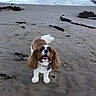 beach, cavalier_king_charles_spaniel, coast, collar, dog, floppy_ears, happy, nature, ocean, open_mouth, outdoors, paw_prints, pet, portrait, sand, seaweed, shoreline, standing, waves, white_and_brown_fur