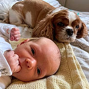 Reuben joined the competition — help win amazing prizes! animal, baby, bed, blanket, cavalier_king_charles_spaniel, companion, cozy, cute, dog, face, friendship, furry, indoor, infant, newborn, pet, portrait, resting, soft, warm