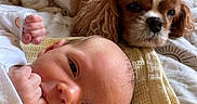 Reuben joined the competition — help win amazing prizes! animal, baby, bed, blanket, cavalier_king_charles_spaniel, companion, cozy, cute, dog, face, friendship, furry, indoor, infant, newborn, pet, portrait, resting, soft, warm