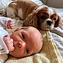 animal, baby, bed, blanket, cavalier_king_charles_spaniel, companion, cozy, cute, dog, face, friendship, furry, indoor, infant, newborn, pet, portrait, resting, soft, warm