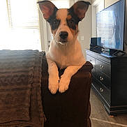 Luke joined the competition — help win amazing prizes! dog, couch, blanket, living_room, television, furniture, window, door, floor, sunlight, ears, pet, indoor, animal, brown, white, black, curious, home, relaxed