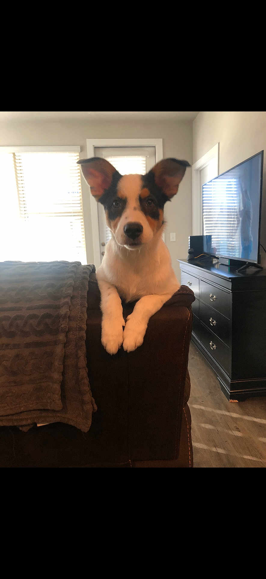Luke joined the competition — help win amazing prizes! dog, couch, blanket, living_room, television, furniture, window, door, floor, sunlight, ears, pet, indoor, animal, brown, white, black, curious, home, relaxed