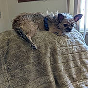 Maggie is registered to the contest to win money with this photo: dog, small_dog, furniture, blanket, indoor, window, ears, fur, pet, resting, light, cozy, animal, collar, home, relaxing, canine, brown, portrait, laying_down