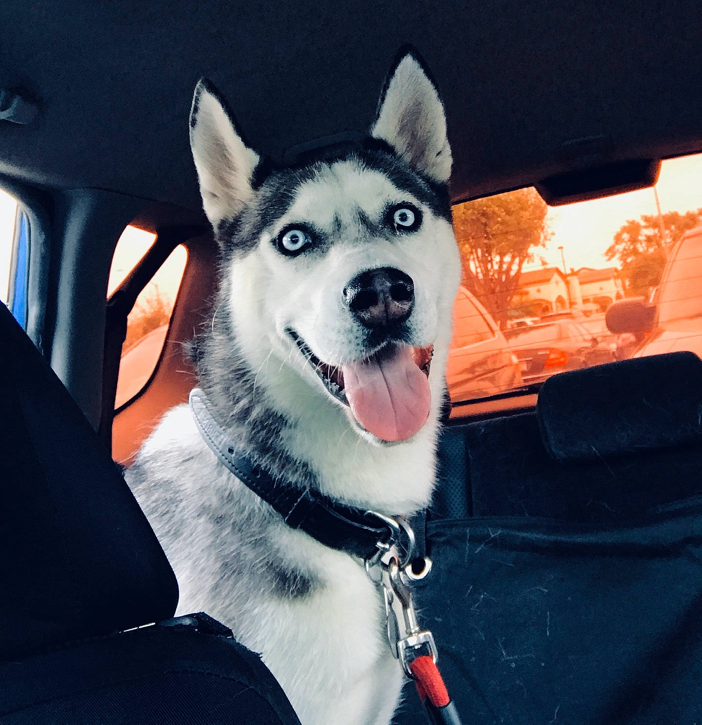 Angus joined the competition — help win amazing prizes! canidae, carnivore, collar, companion_dog, dog, dog_breed, dog_collar, fang, foot, fur, jaw, paw, snout, sporting_group, square, vehicle_door, whiskers, window, windshield, working_dog