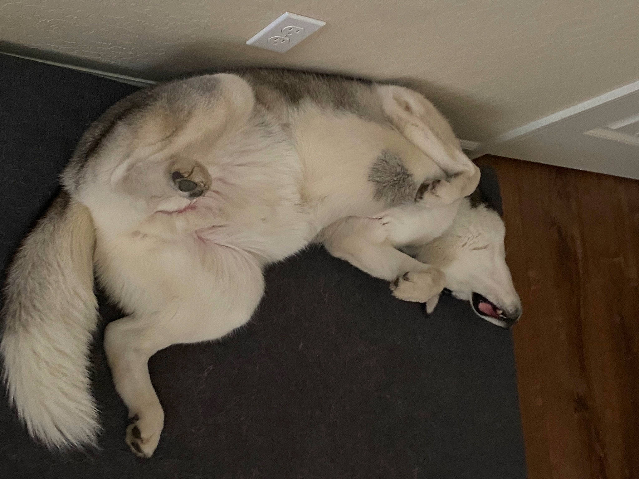 Angus joined the competition — help win amazing prizes! canidae, carnivore, cat, claw, comfort, companion_dog, dog_breed, fawn, felidae, flooring, fur, hardwood, nap, paw, small_to_medium_sized_cats, snout, sporting_group, tail, whiskers, wood