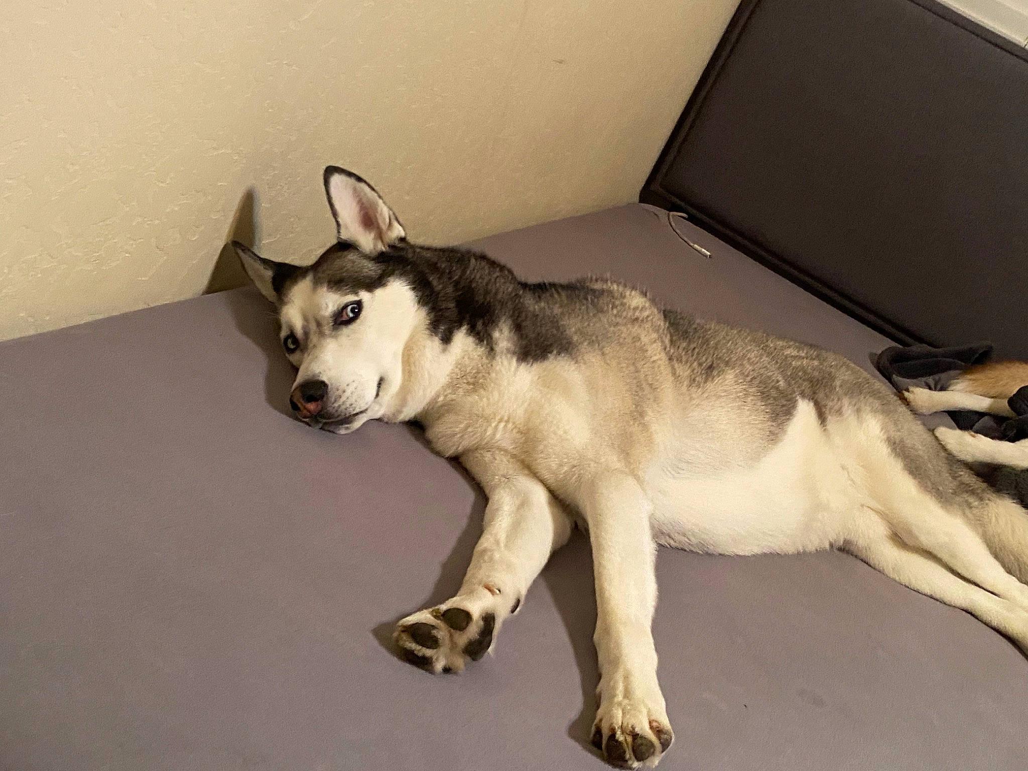 Angus is registered to the contest to win money with this photo: ancient_dog_breeds, box, canis, carnivore, carton, collar, companion_dog, dog, dog_breed, east_european_shepherd, fur, paw, shipping_box, sled_dog, sporting_group, tail, terrestrial_animal, whiskers, working_animal, working_dog