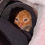 Cheeto is registered to the contest to win money with this photo: cat, kitten, orange_cat, peeking, cozy, blanket, soft, fabric, cute, pet, animal, indoor, fur, closeup, small, curious, snug, warm, resting, comfort