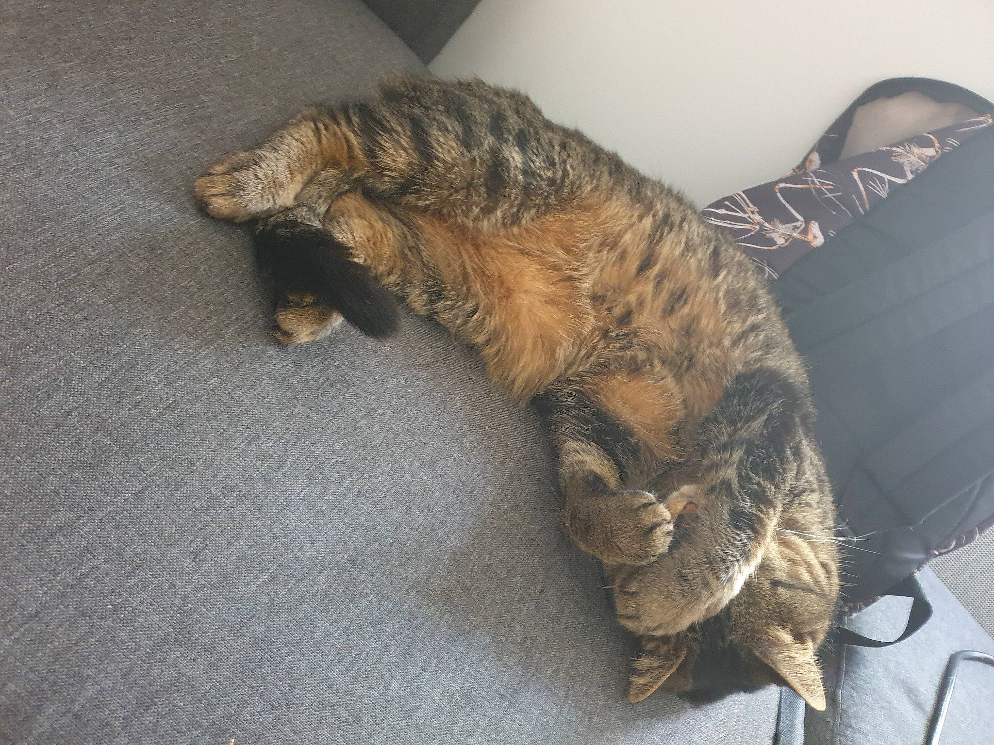 Moka participe au concours pour gagner de l'argent avec cette photo : carnivore, cat, claw, domestic_short_haired_cat, dragon_li, european_shorthair, felidae, fur, german_rex, nap, paw, pixie_bob, sleep, small_to_medium_sized_cats, tabby_cat, tail, toyger, whiskers, wild_cat