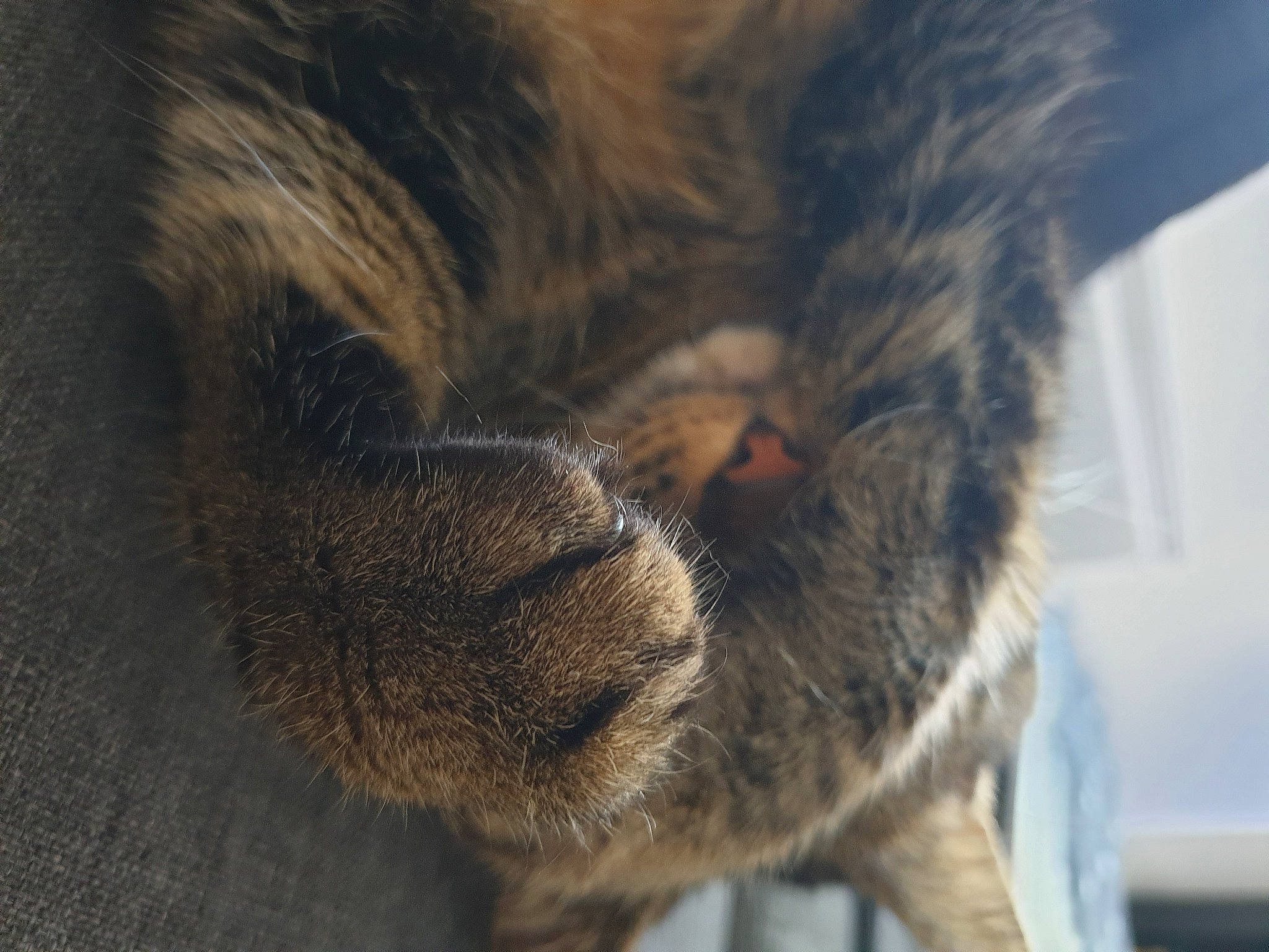 Moka participe au concours pour gagner de l'argent avec cette photo : carnivore, cat, close_up, ear, eye, felidae, fur, nose, paw, small_to_medium_sized_cats, snout, tail, whiskers