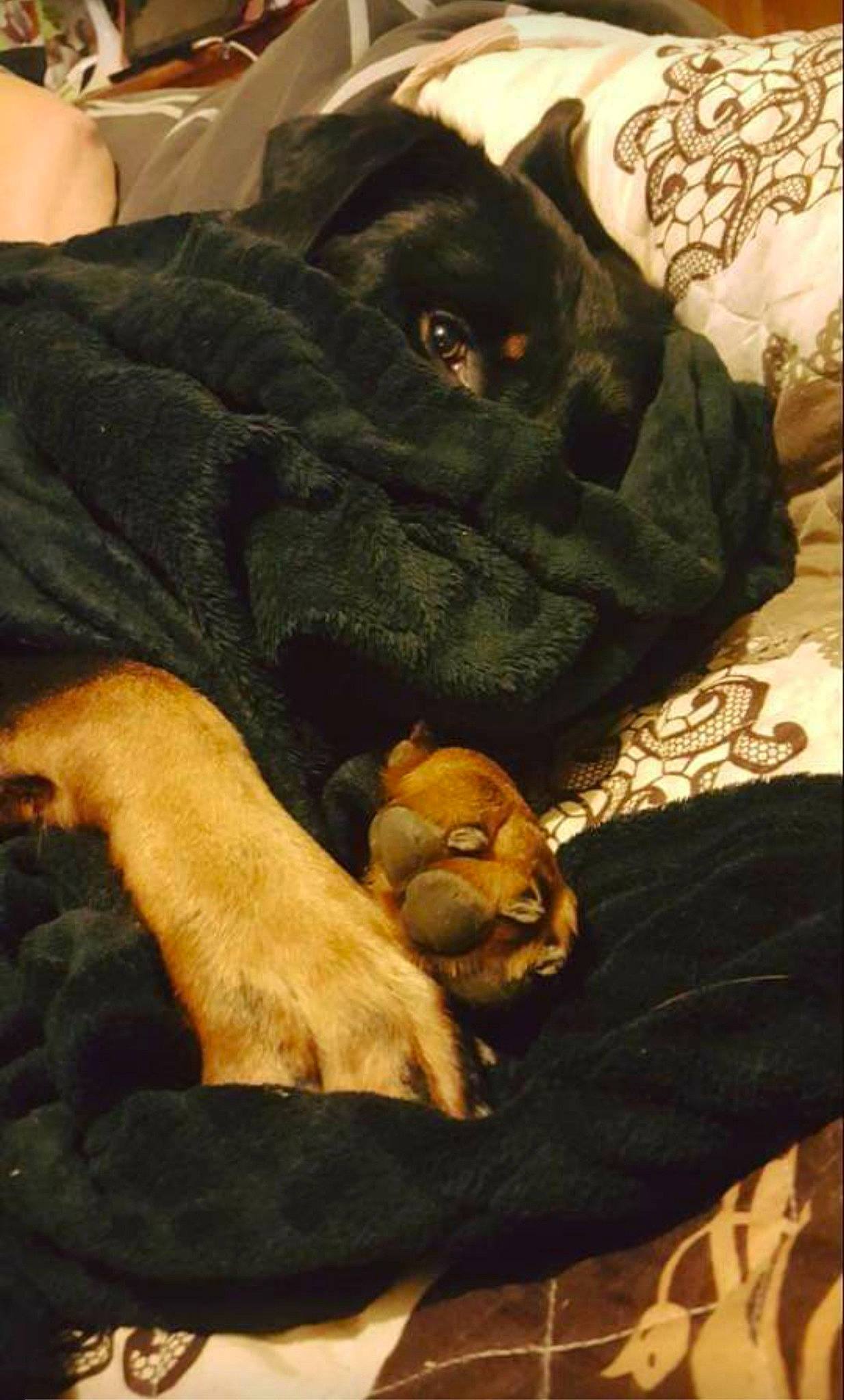 Lotus a rejoint le concours — aidez-le/la à gagner de superbes lots ! canidae, carnivore, companion_dog, dog, dog_breed, guard_dog, labrador_retriever, mammal, nap, puppy, rottweiler, sporting_group