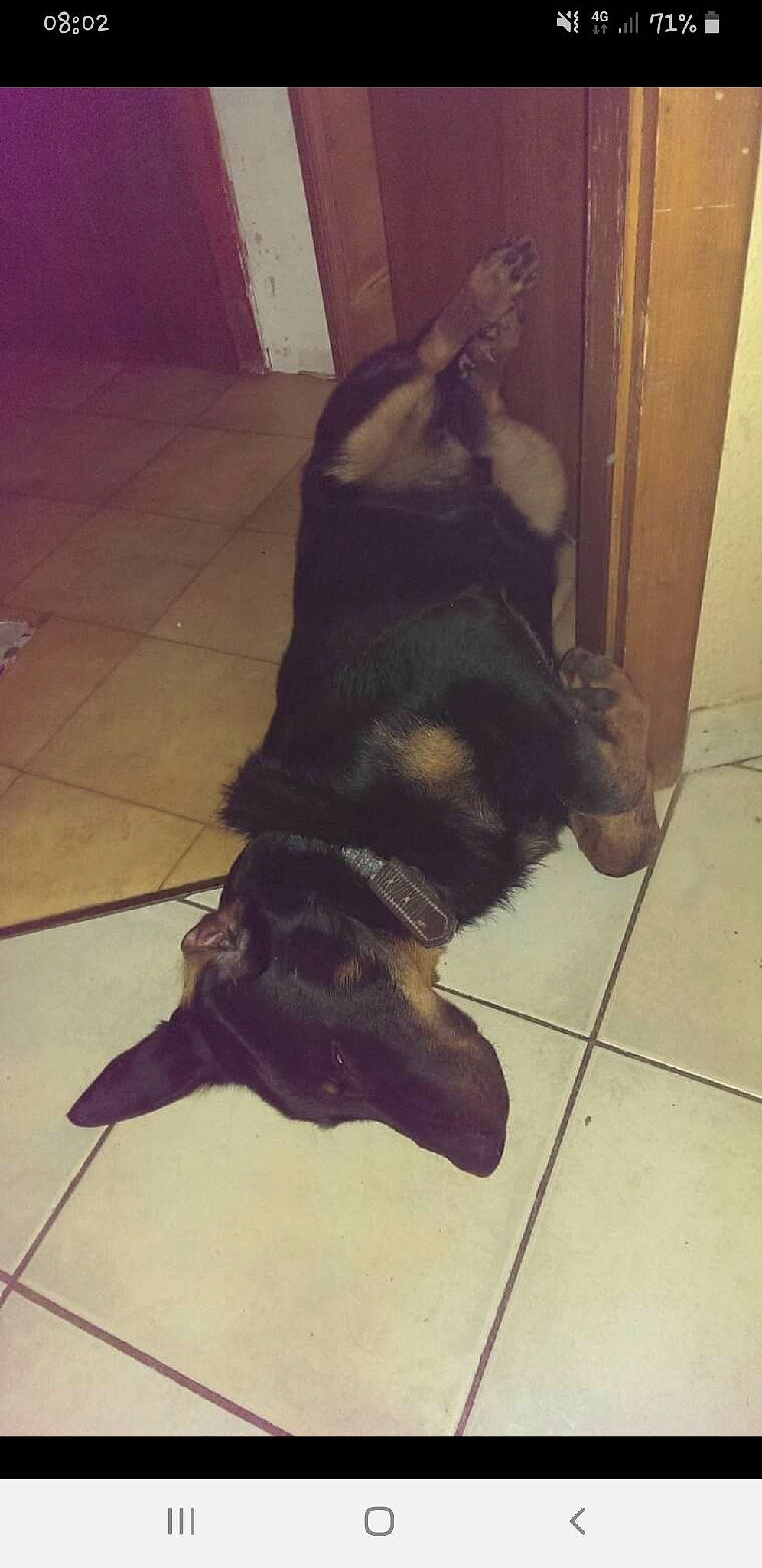 Lotus a rejoint le concours — aidez-le/la à gagner de superbes lots ! canidae, carnivore, dog, dog_breed, fawn, german_shepherd_dog, guard_dog, liver, rottweiler, snout, sporting_group, tail