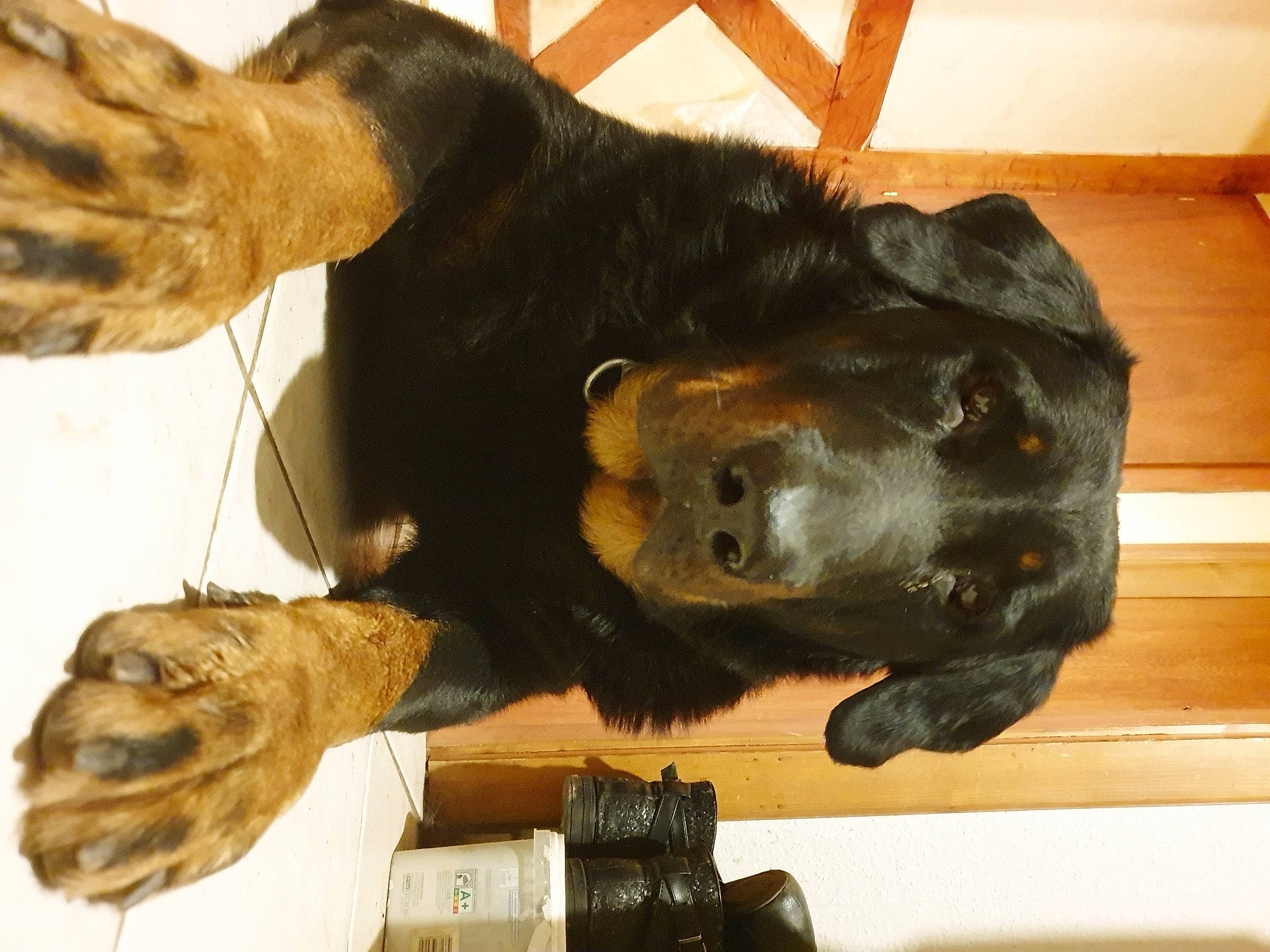 Lotus participe au concours pour gagner de l'argent avec cette photo : canidae, carnivore, dog_breed, fur, sporting_group