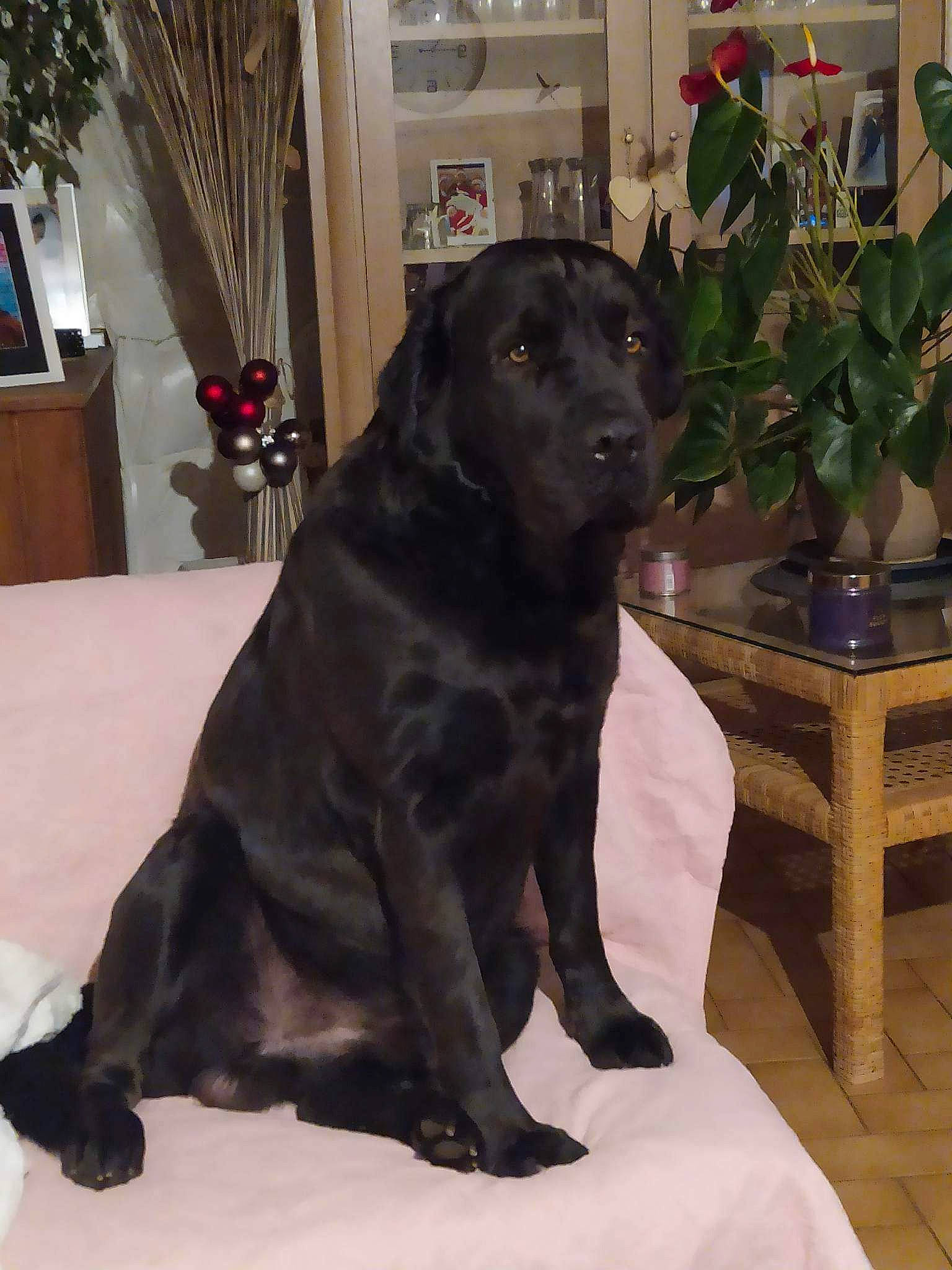 Panzer a rejoint le concours — aidez-le/la à gagner de superbes lots ! carnivore, comfort, companion_dog, dog, dog_breed, fawn, flowerpot, fur, gun_dog, hardwood, houseplant, liver, plant, snout, sporting_group, table, tail, terrestrial_animal, whiskers, working_animal