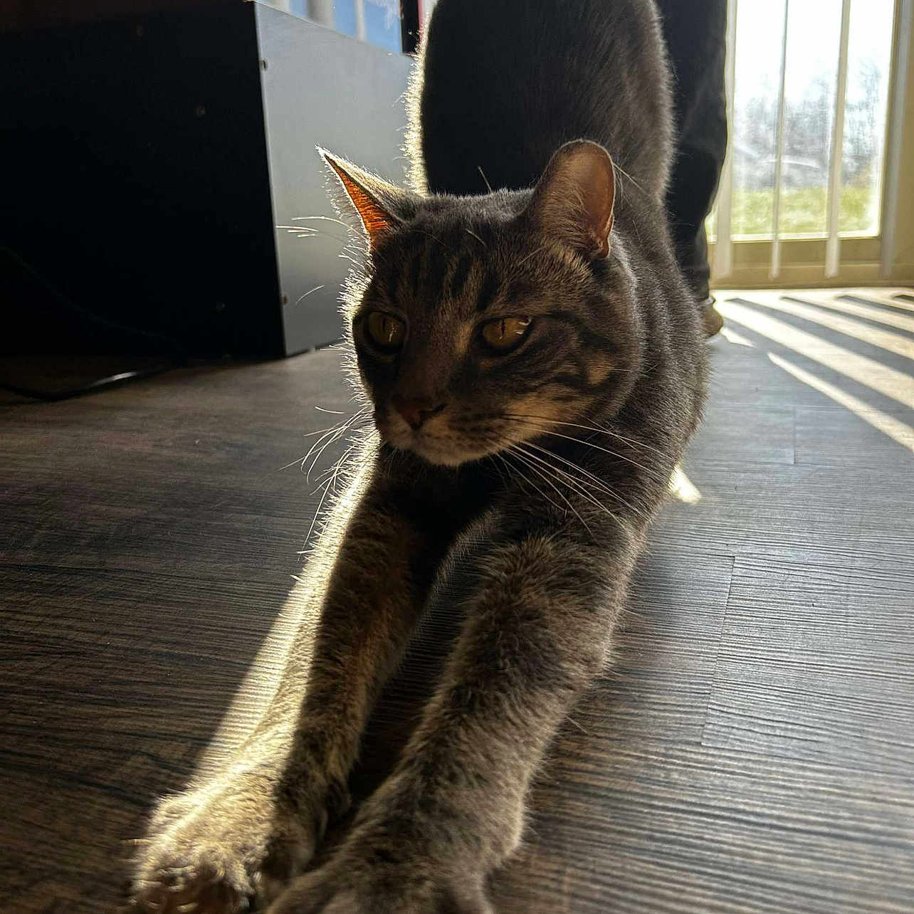 Stubbs joined the competition — help win amazing prizes! abyssinian, animal, cat, desk, egyptiancat, furniture, hardwood, indoors, interiordesign, kitten, manx, pet, stainedwood, table, window, wood