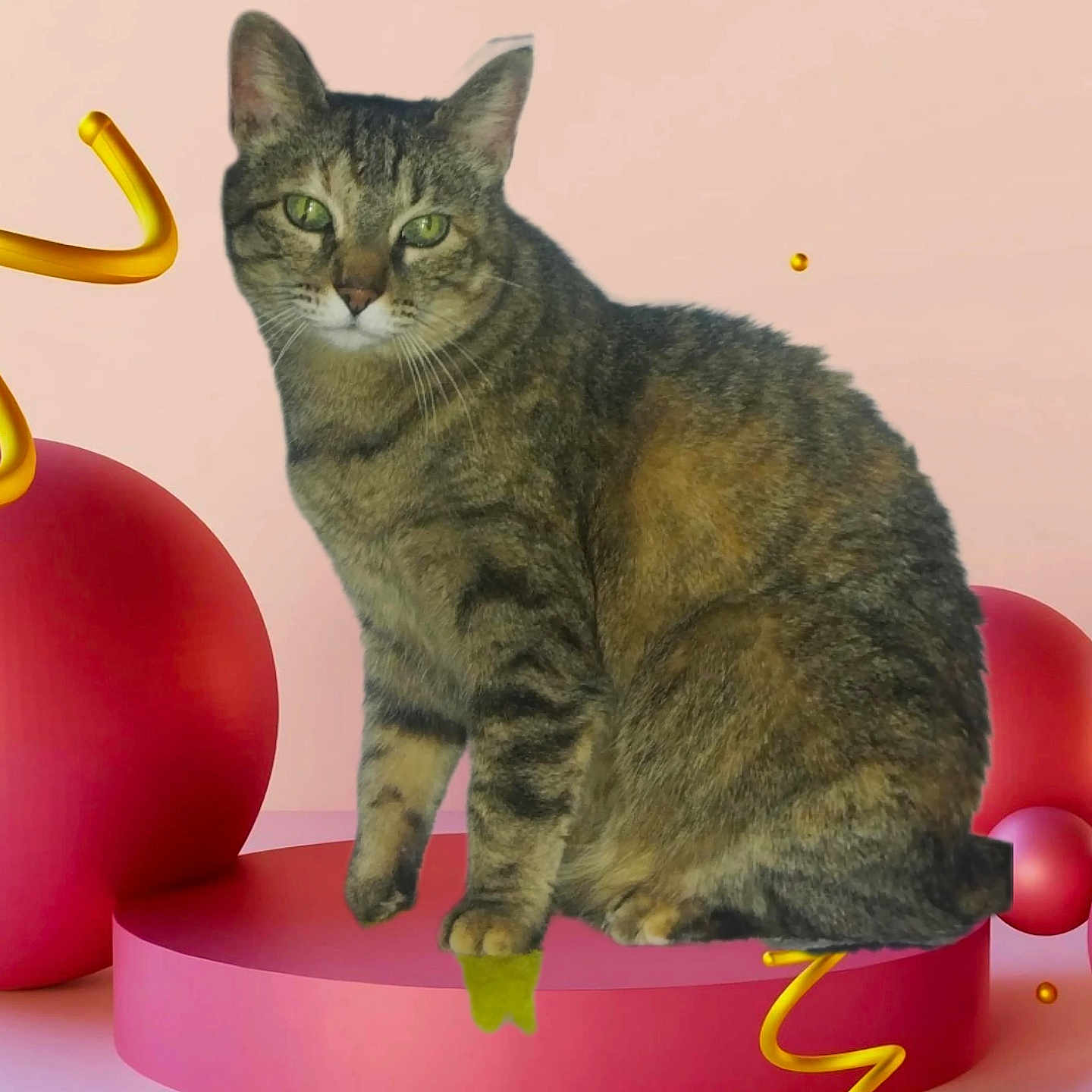 Gribouille participe au concours pour gagner de l'argent avec cette photo : abyssinian, angora, animal, birthdaycake, cake, cat, cream, dessert, egyptiancat, envelope, food, greetingcard, kitten, mail, manx, pet