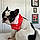 Snoopy
