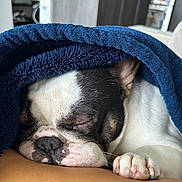 Snoopy is registered to the contest to win money with this photo: dog, sleeping, blanket, paw, close_up, indoor, resting, cozy, white_fur, black_fur, brown_fur, nose, face, comfort, relaxation, human_skin, soft_texture, pet, cute, animal