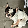 Snoopy is registered to the contest to win money with this photo: french_bulldog, dog, pet, animal, sitting, floor, tile, white_fur, black_fur, ears, paw, looking_up, indoor, cute, companion, canine, mammal, domestic_animal, portrait, expression