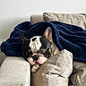 dog, french_bulldog, sleeping, blanket, couch, pillow, indoor, pet, cozy, resting, canine, nap, fur, ears, snout, animal, comfort, relaxation, home, domestic